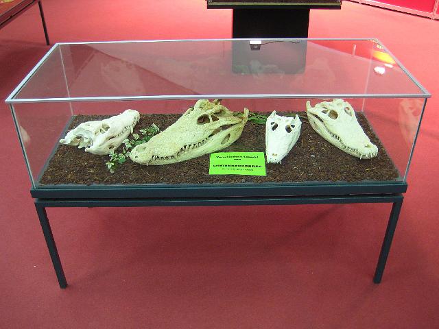 VIVARIUM Krokodil Artenschutz-Ausstellung7.JPG